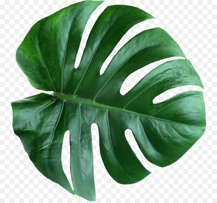 Swiss Cheese Plant，Leaf PNG