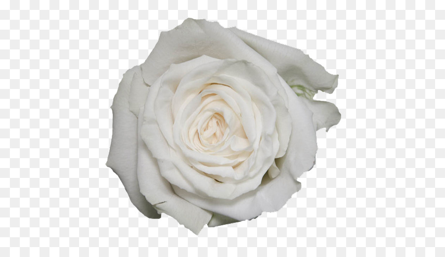 Rosa Blanca，Floración PNG