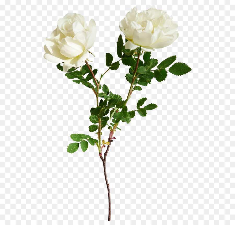 Rosas Rojas Y Blancas，Ramo PNG