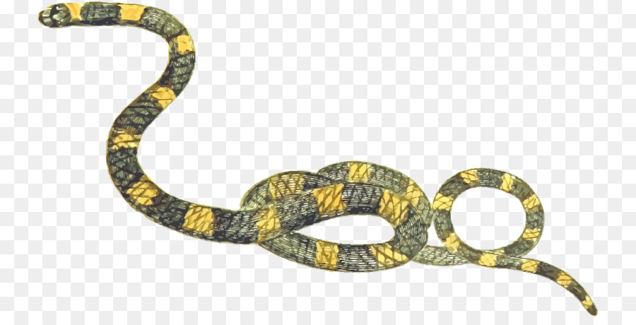 La Serpiente，Boa Constrictor PNG