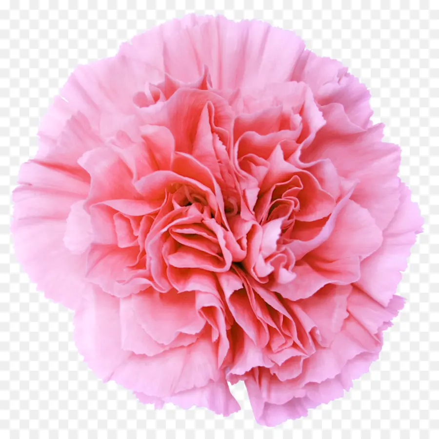 Flor Rosa，Florecer PNG