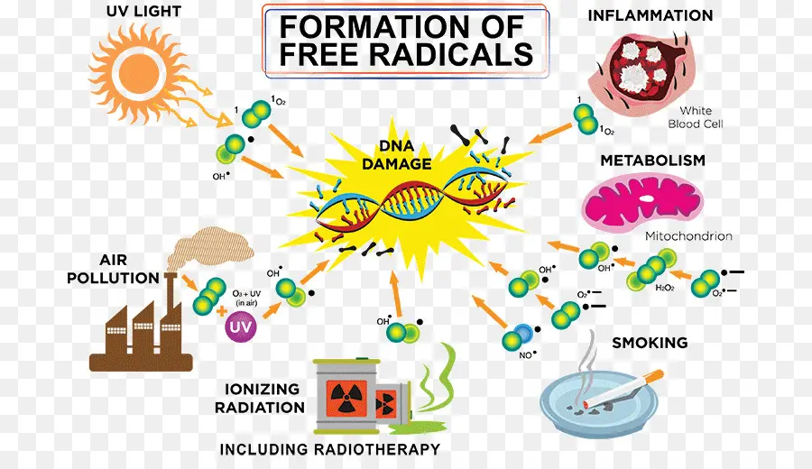 Radical，Freeradical Teoría Del Envejecimiento PNG