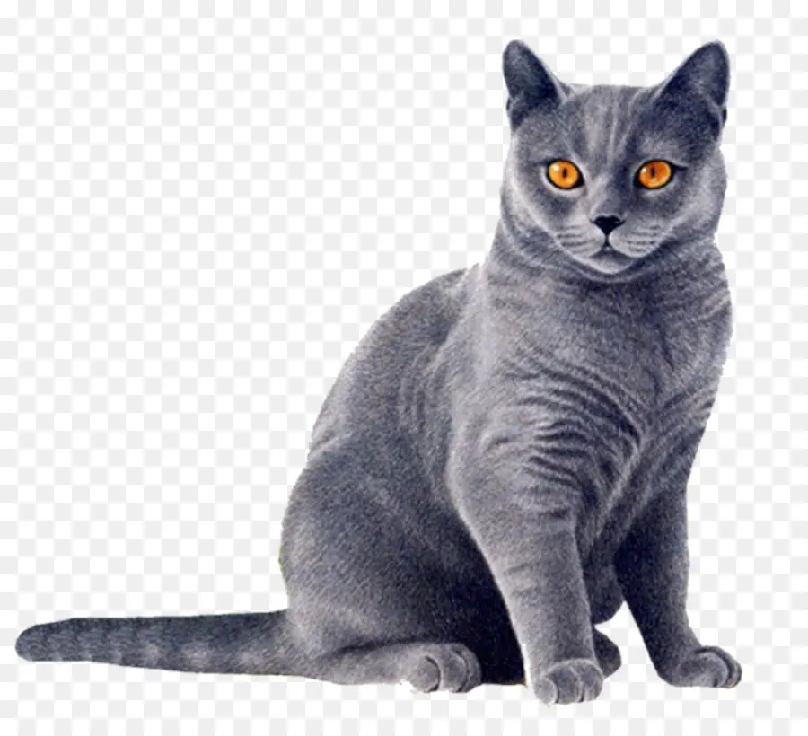 Gato，Gatito PNG