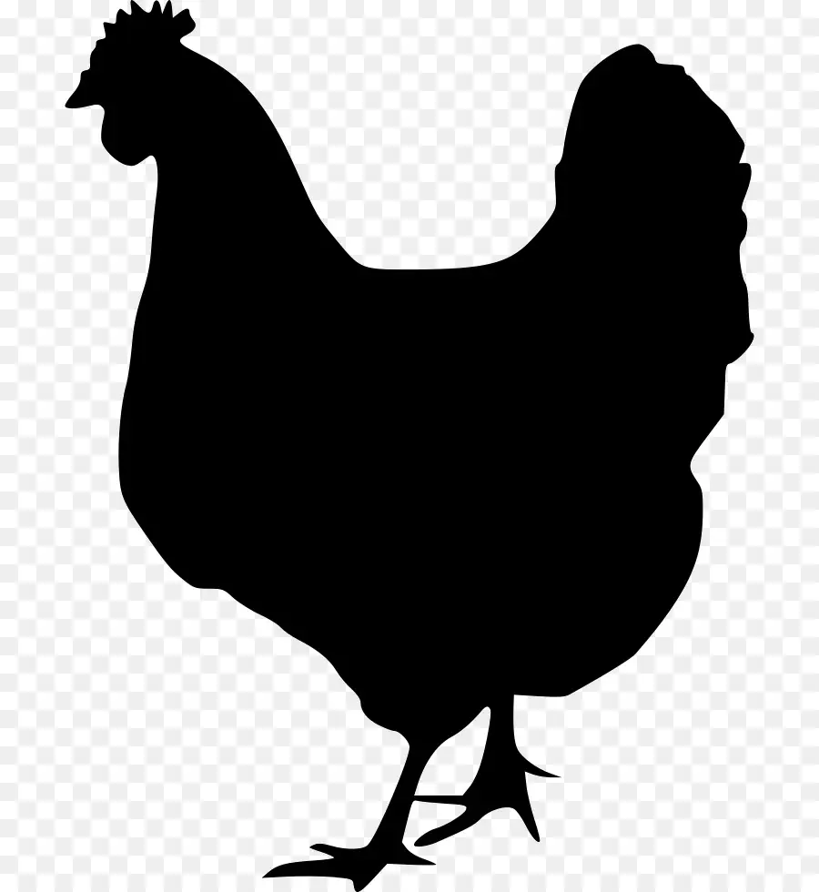 Pollo，Rooster PNG