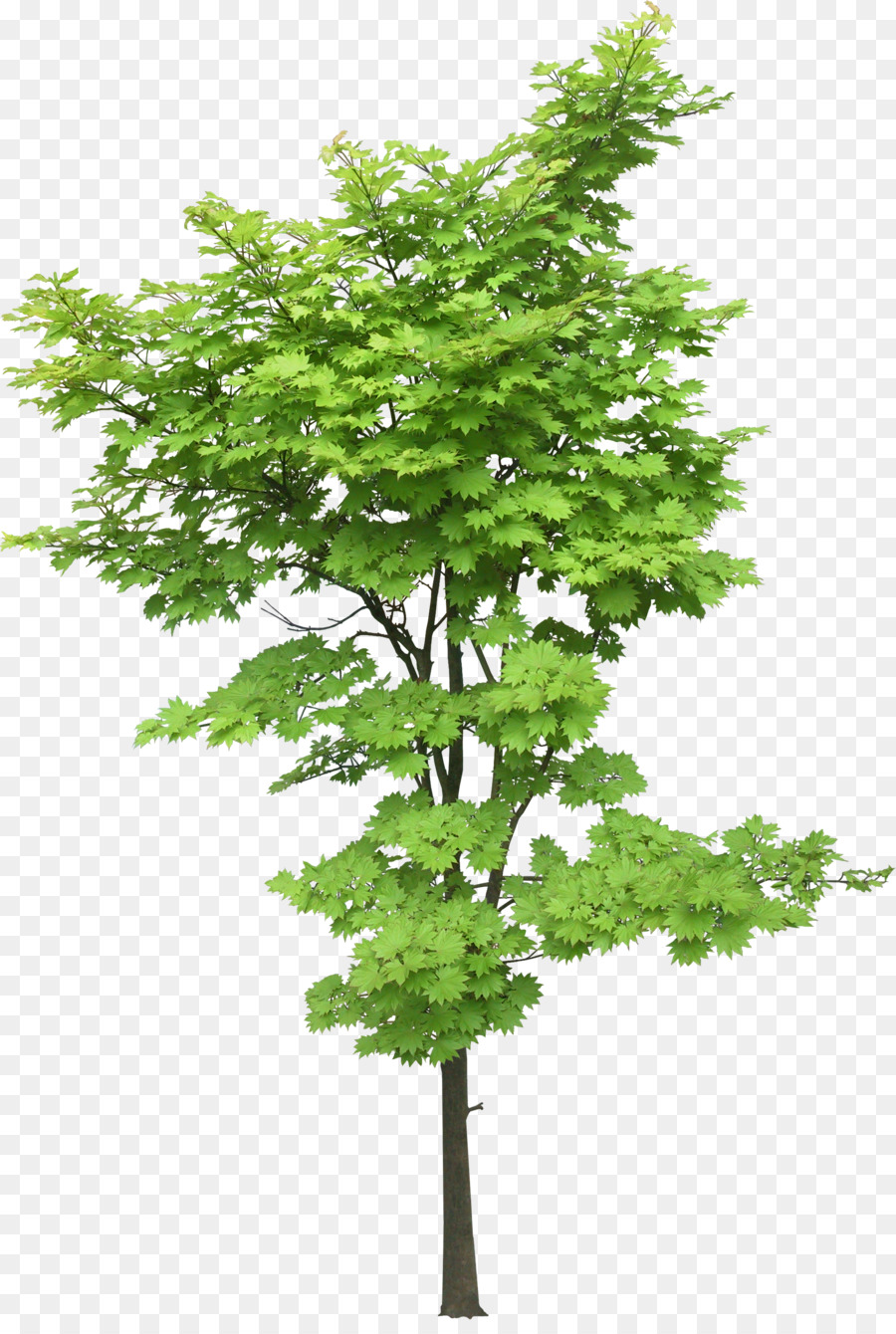 árbol Verde，Hojas PNG