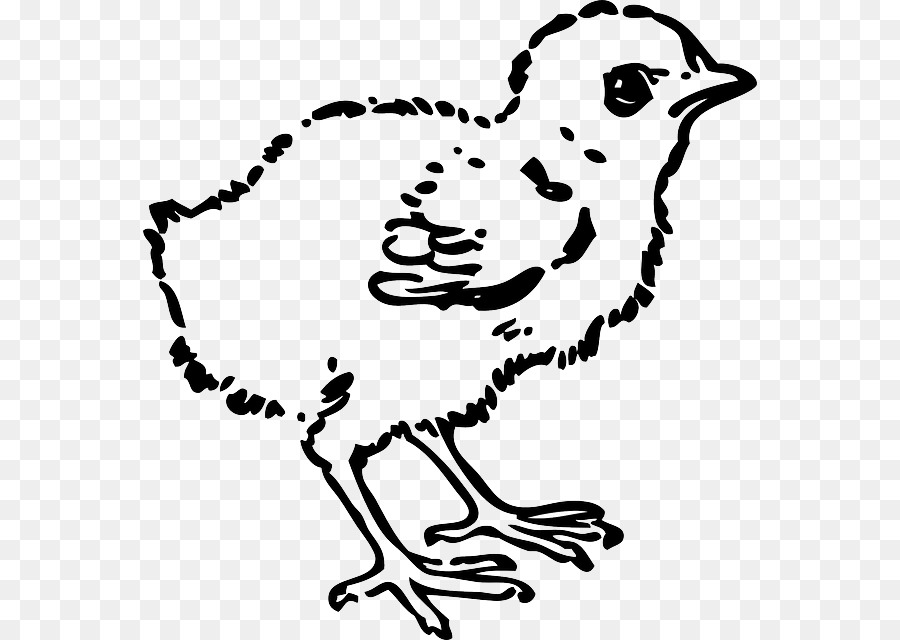 Pollo，Kifaranga PNG