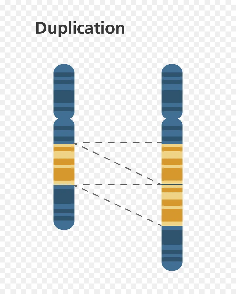 El Cromosoma，La Duplicación De Genes PNG