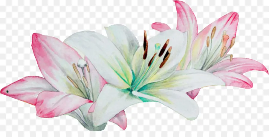 Pintura A La Acuarela，Lilium PNG