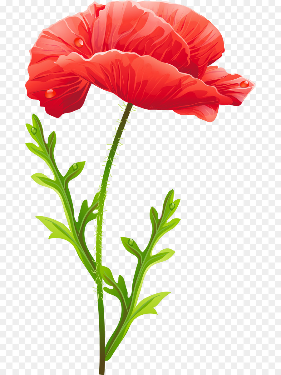 Amapolas，Rojo PNG