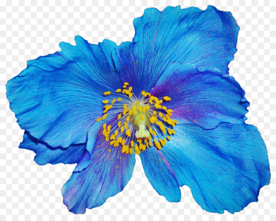 Flor，Azul PNG