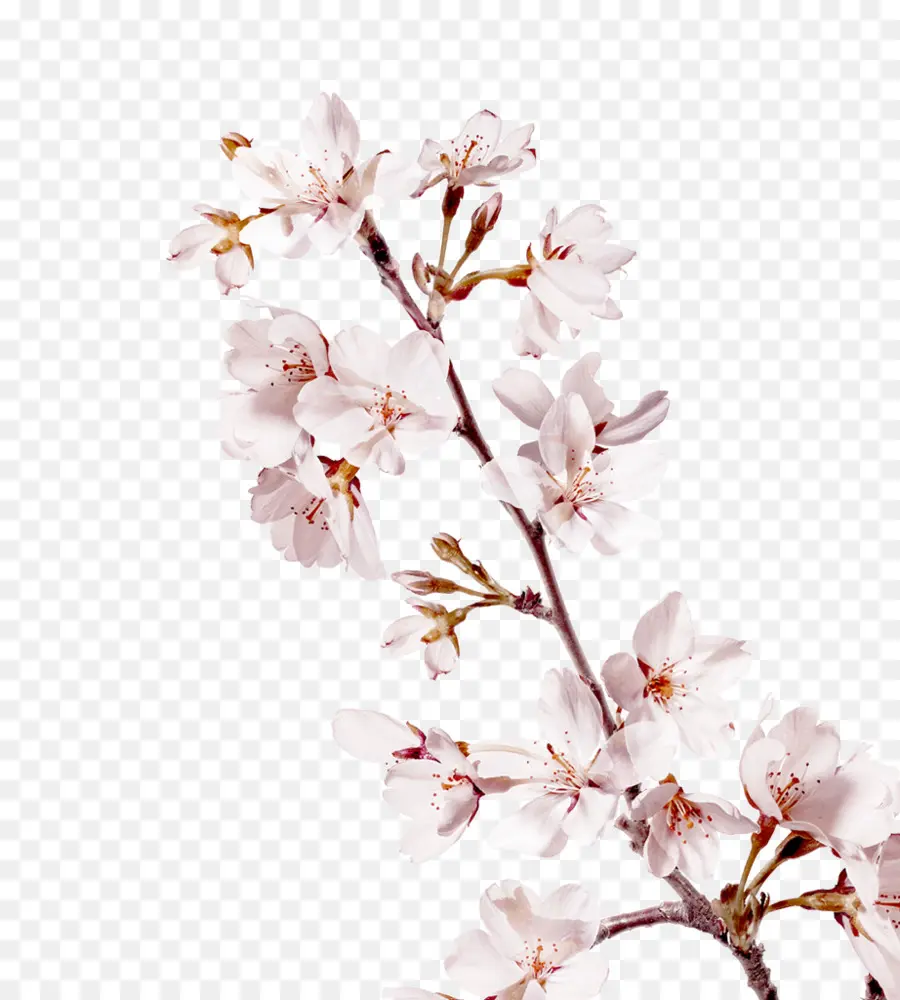 Flor，De Los Cerezos En Flor PNG