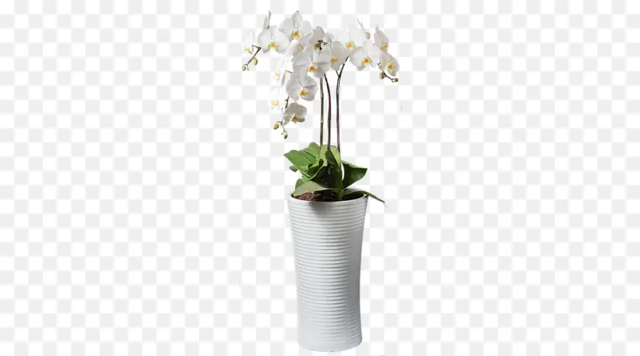 La Polilla De Las Orquídeas，Flor PNG