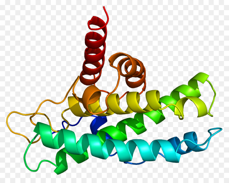 Proteína Del Retinoblastoma，El Retinoblastoma PNG