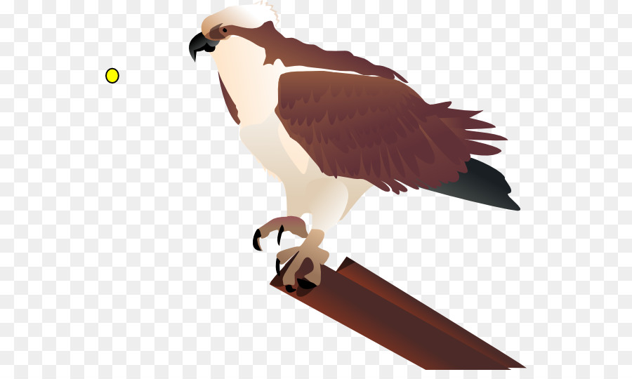 Pájaro，Seahawk PNG