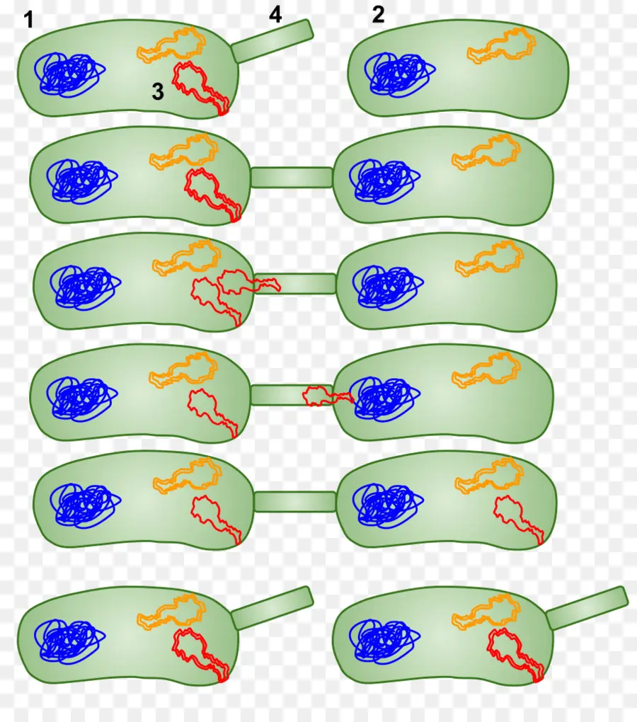 La Conjugación Bacteriana，La Transferencia Horizontal De Genes PNG