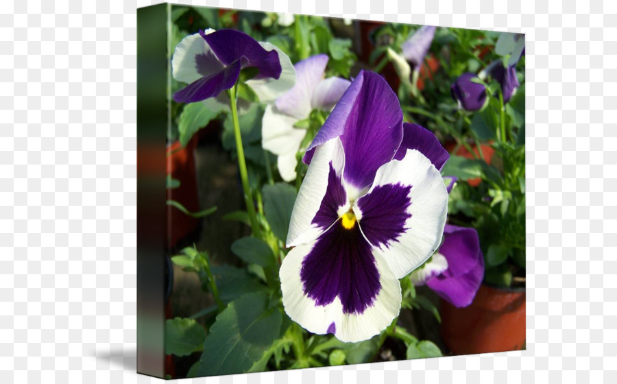 Violeta，Pansy PNG