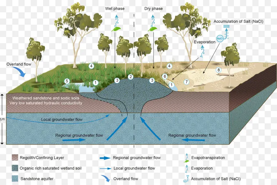 Humedal，Ecosistemas Dependientes De Las Aguas Subterráneas PNG