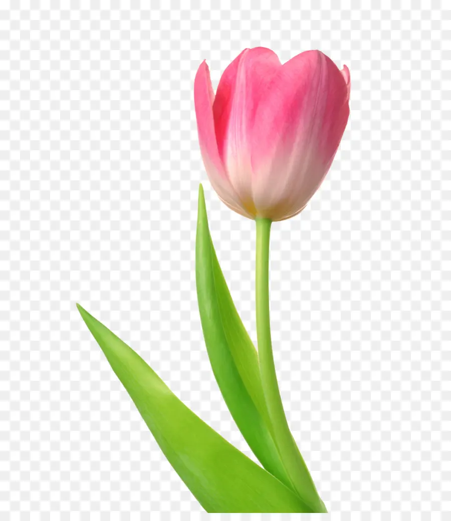 Tulipanes Rosados，Ramo PNG