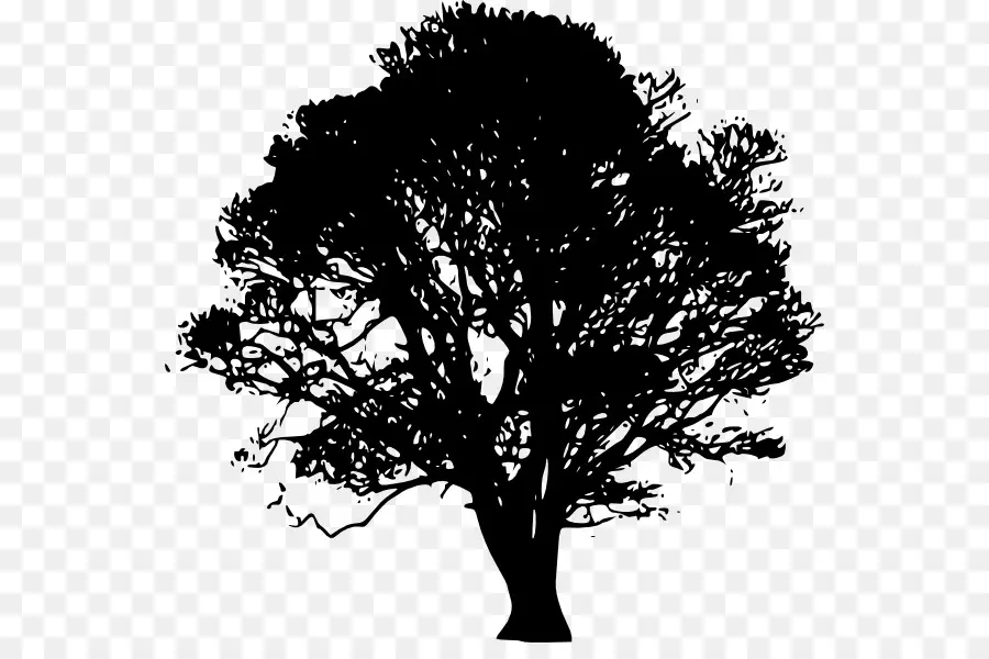 Silueta De Arbol，Negro PNG