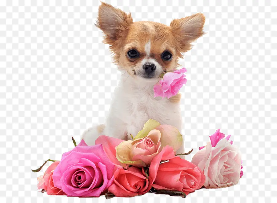 Chihuahua，Cachorro PNG