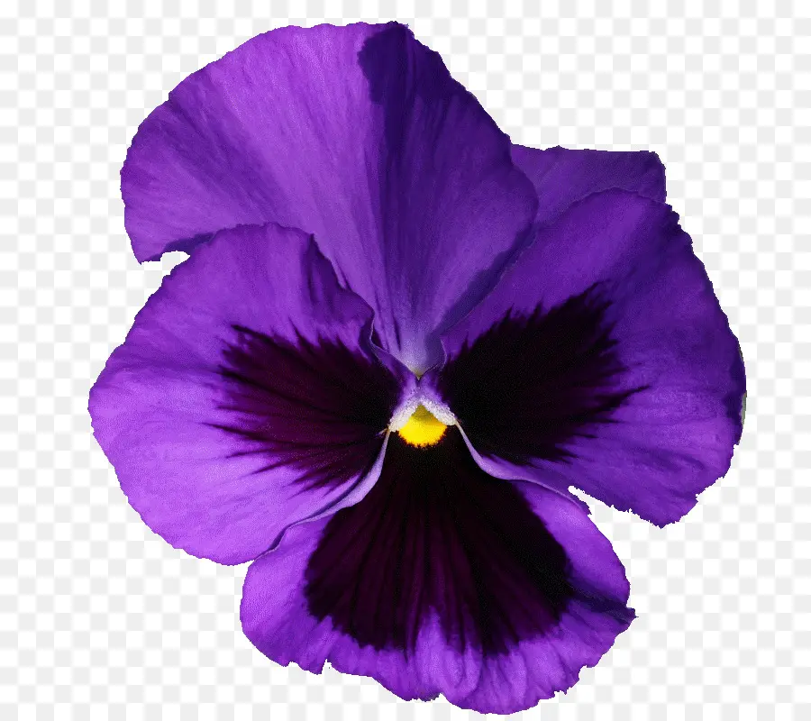 Violeta，Pansy PNG