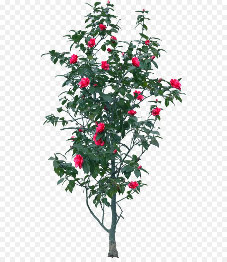 Planta Con Flores，Árbol PNG