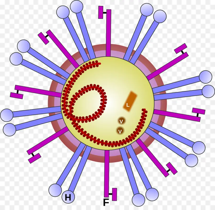 Morbillivirus，La Peste Bovina Ovina PNG