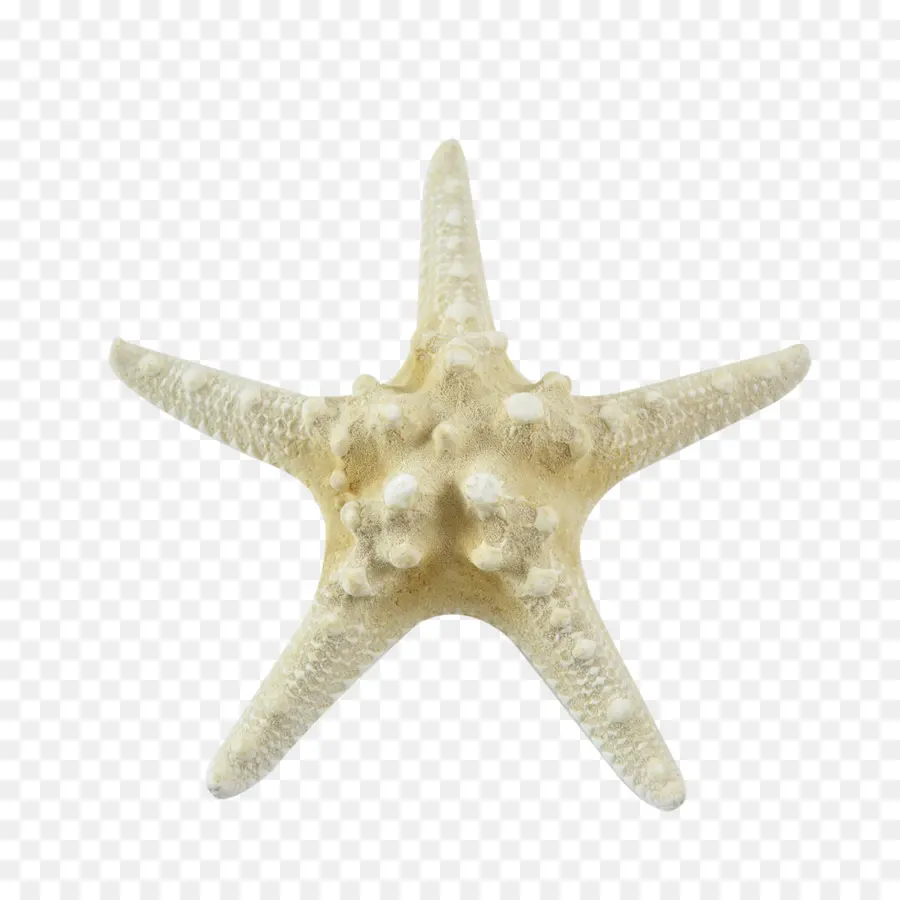 Estrella De Mar，Concha PNG