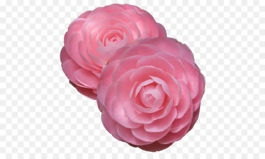 Japonés De La Camelia，Rosa PNG