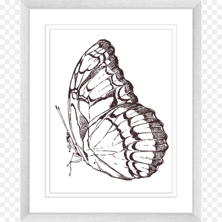 Mariposa，Arte PNG