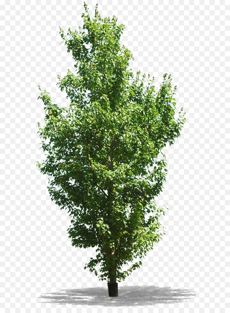 árbol Verde，Hojas PNG