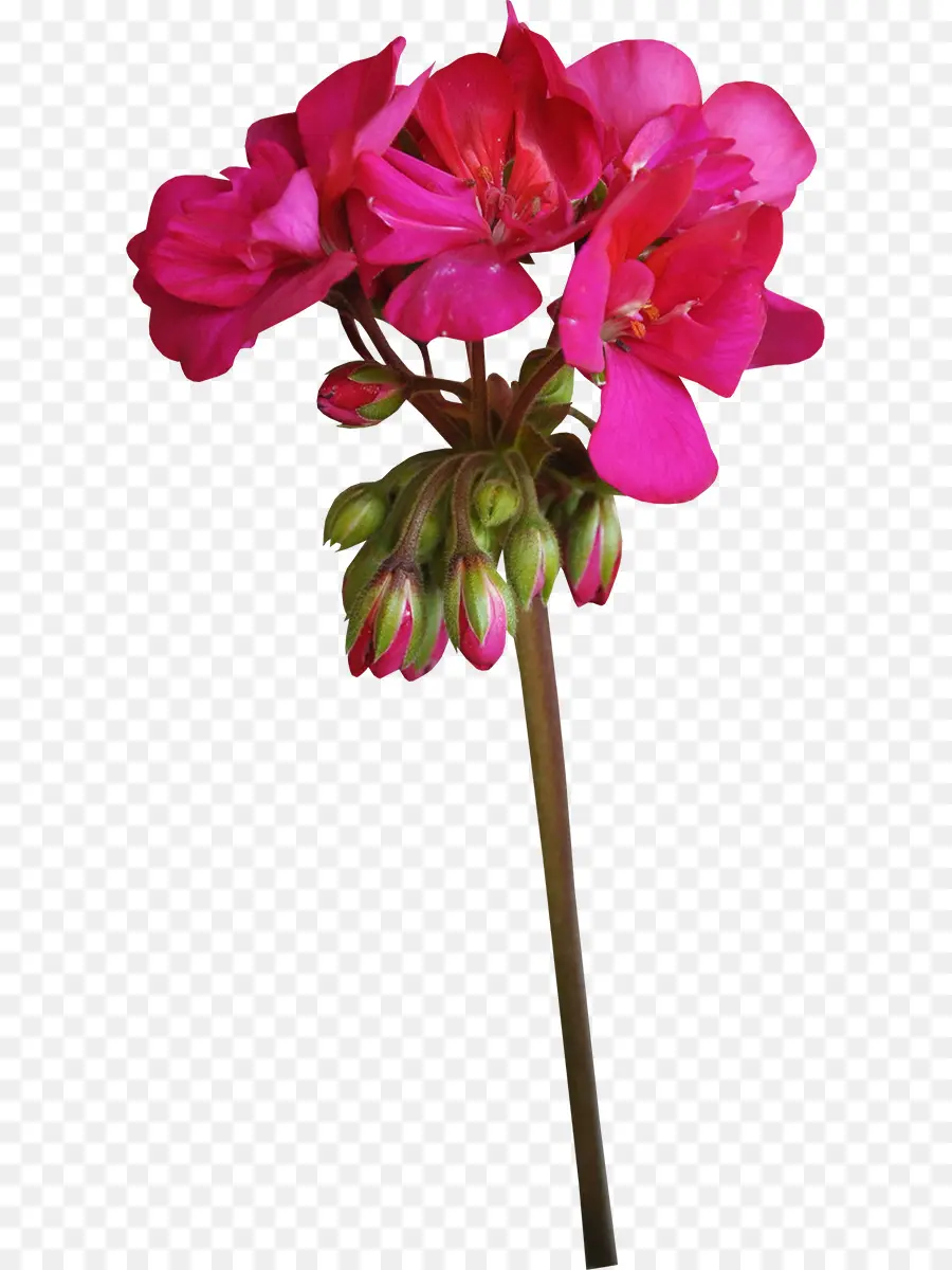 Flor，Grúa Sbill PNG