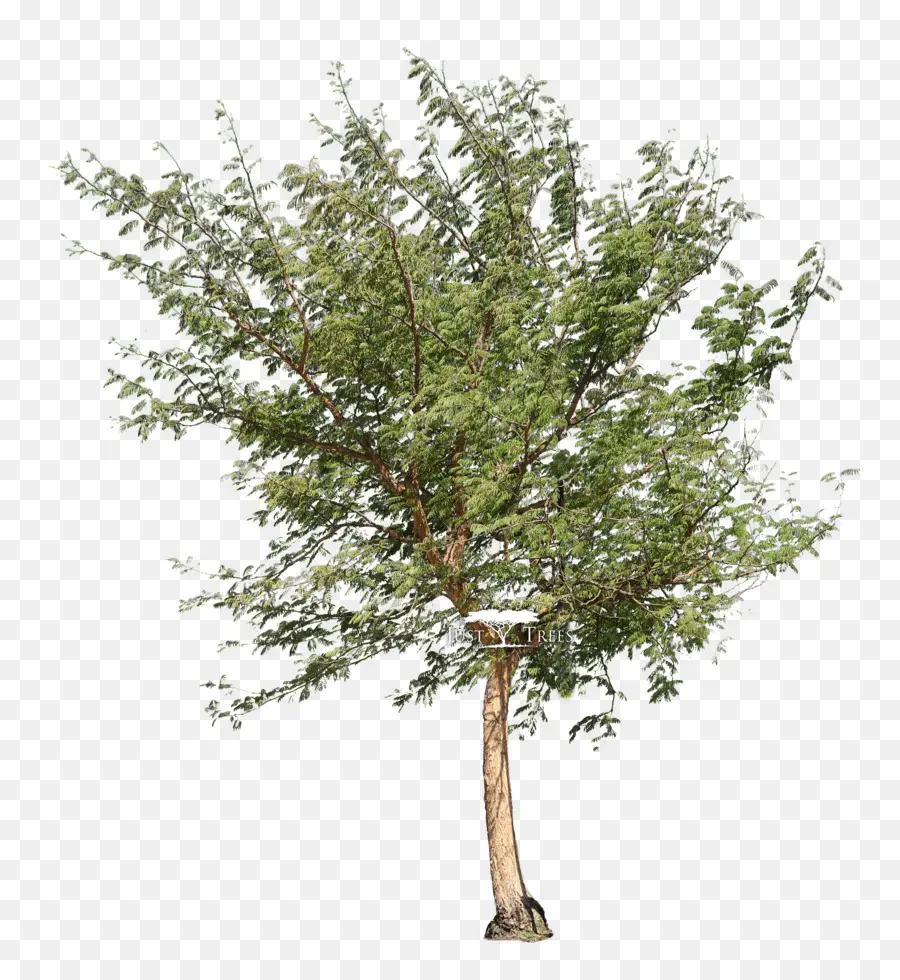 árbol，Vachellia Xanthophloea PNG