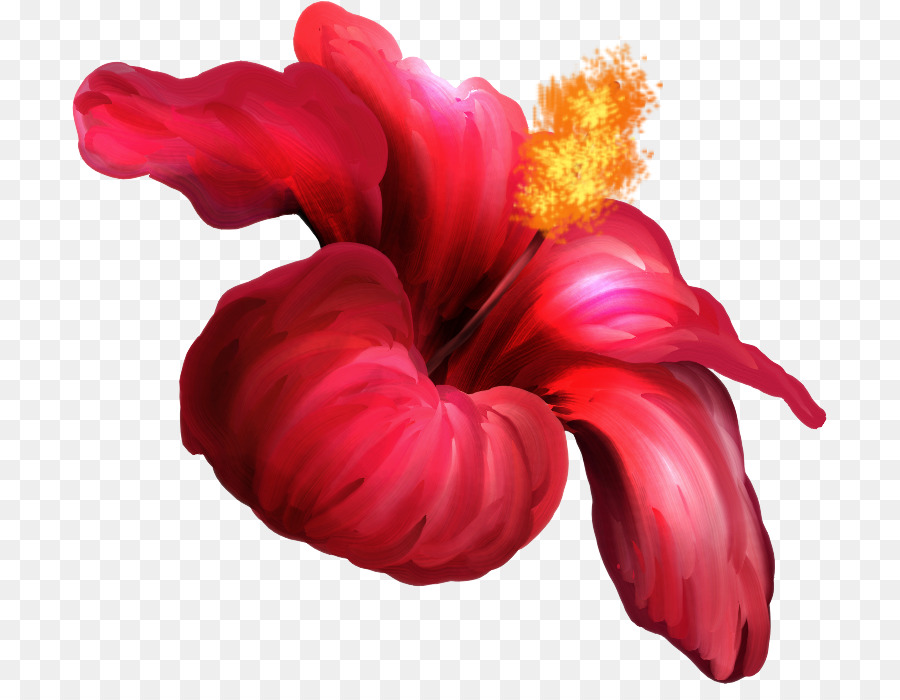 Flor，Hibiscus PNG