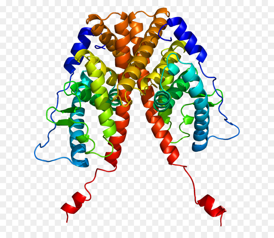 Estrogen Receptor，Estrogen Receptor Alpha PNG