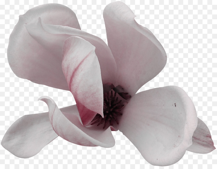 Flor Rosa，Flor PNG