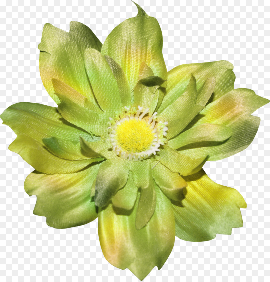 Planta，Flor PNG