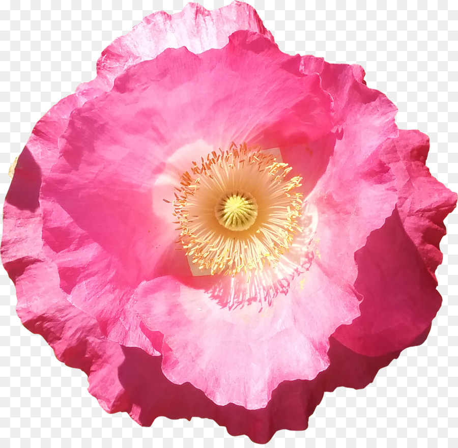 Flor，Rosa PNG