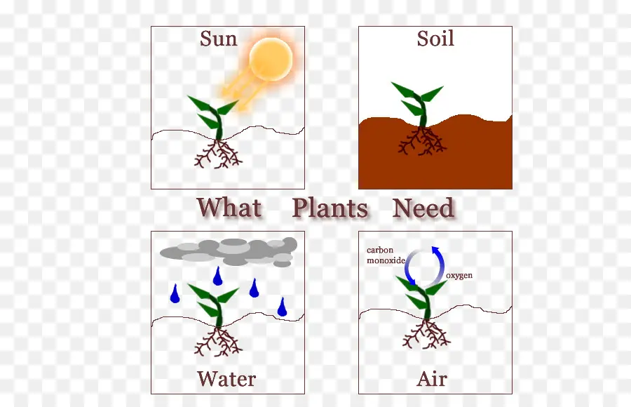 Necesidades De Las Plantas，Planta PNG