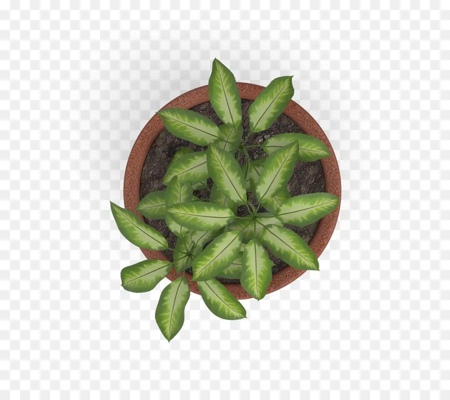 Planta，Planta De Interior PNG