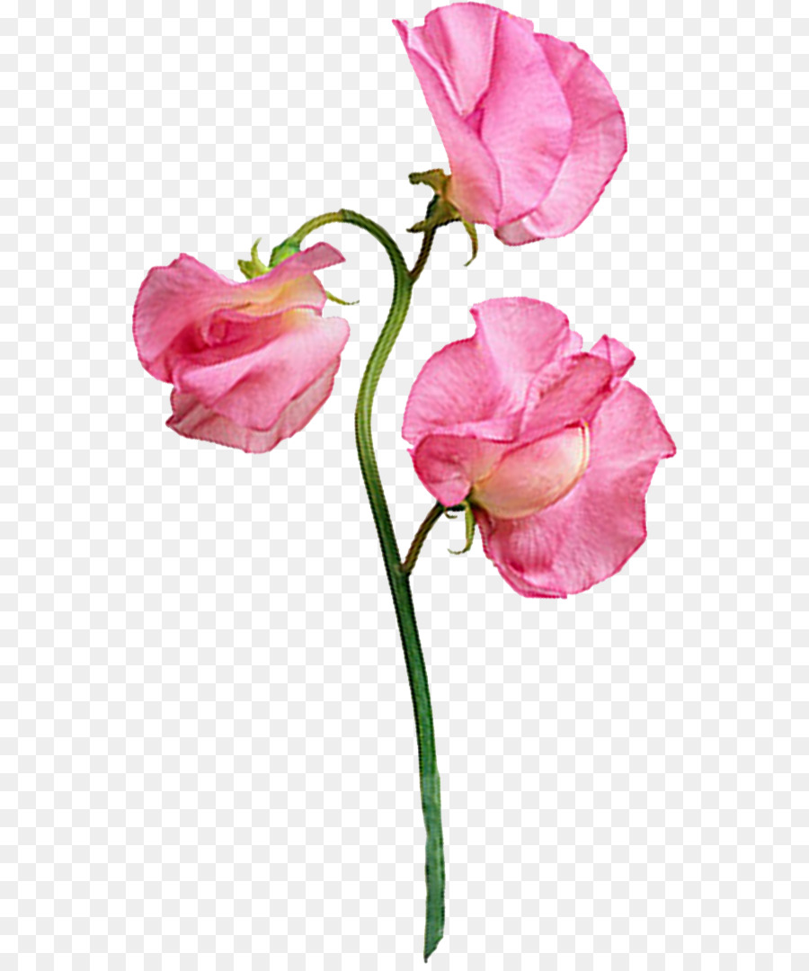 Flores Rosadas，Florecer PNG