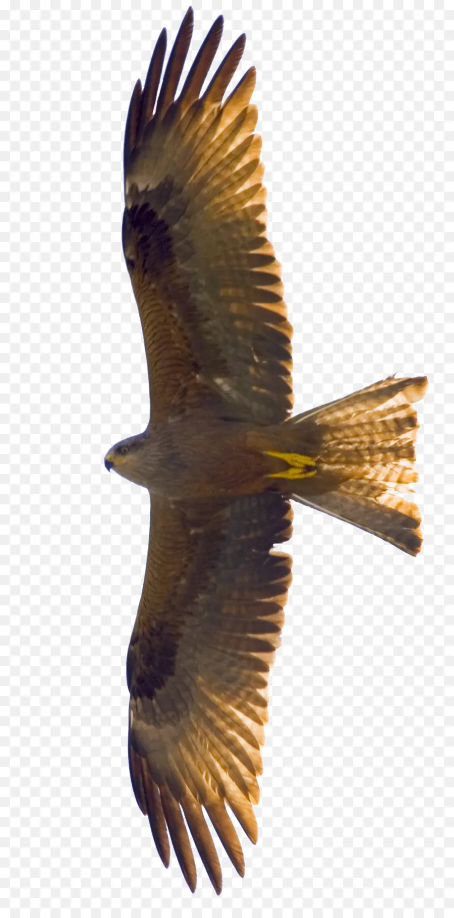 Pájaro，Vuelo PNG