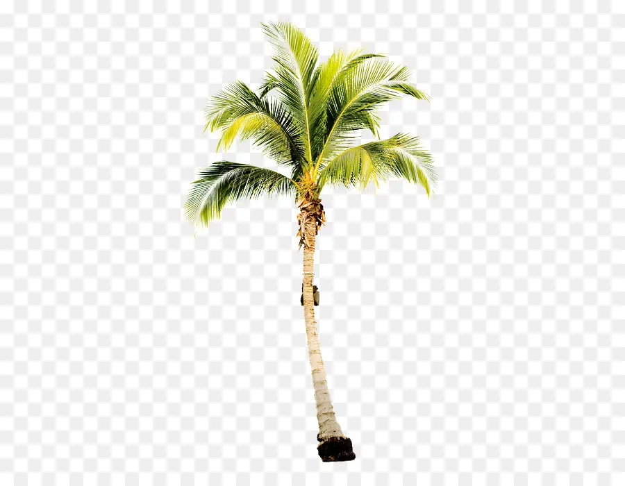 Arecaceae，árbol PNG