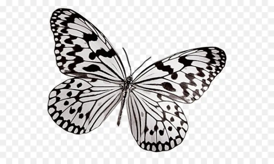 Mariposa，En Blanco Y Negro PNG