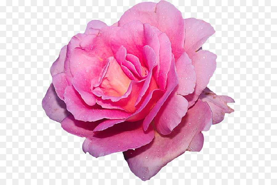 Chicas Como Las Rosas，El Amor PNG