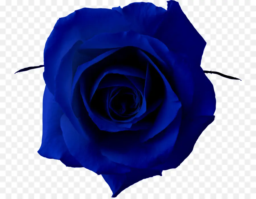 Rosa，Azul PNG