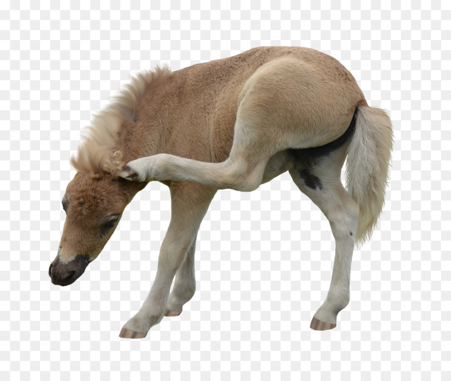 American Caballo Miniatura，Pony PNG