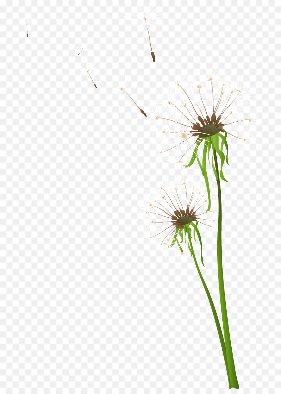 Diente De León，Flor PNG