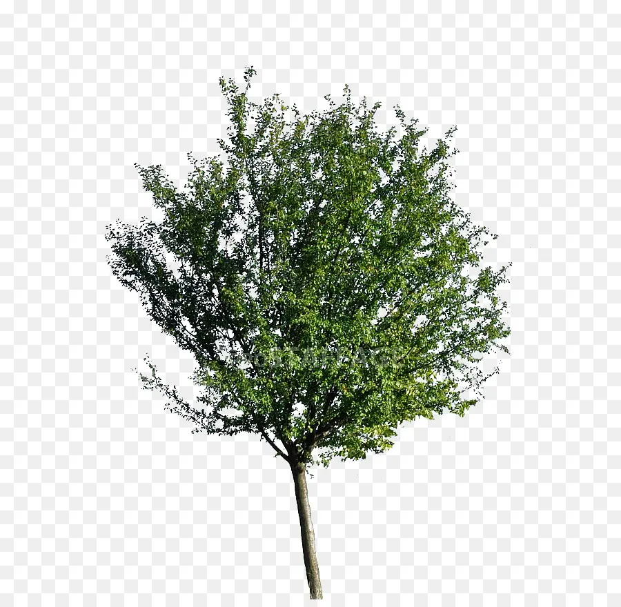 árbol，Una Fotografía De Stock PNG