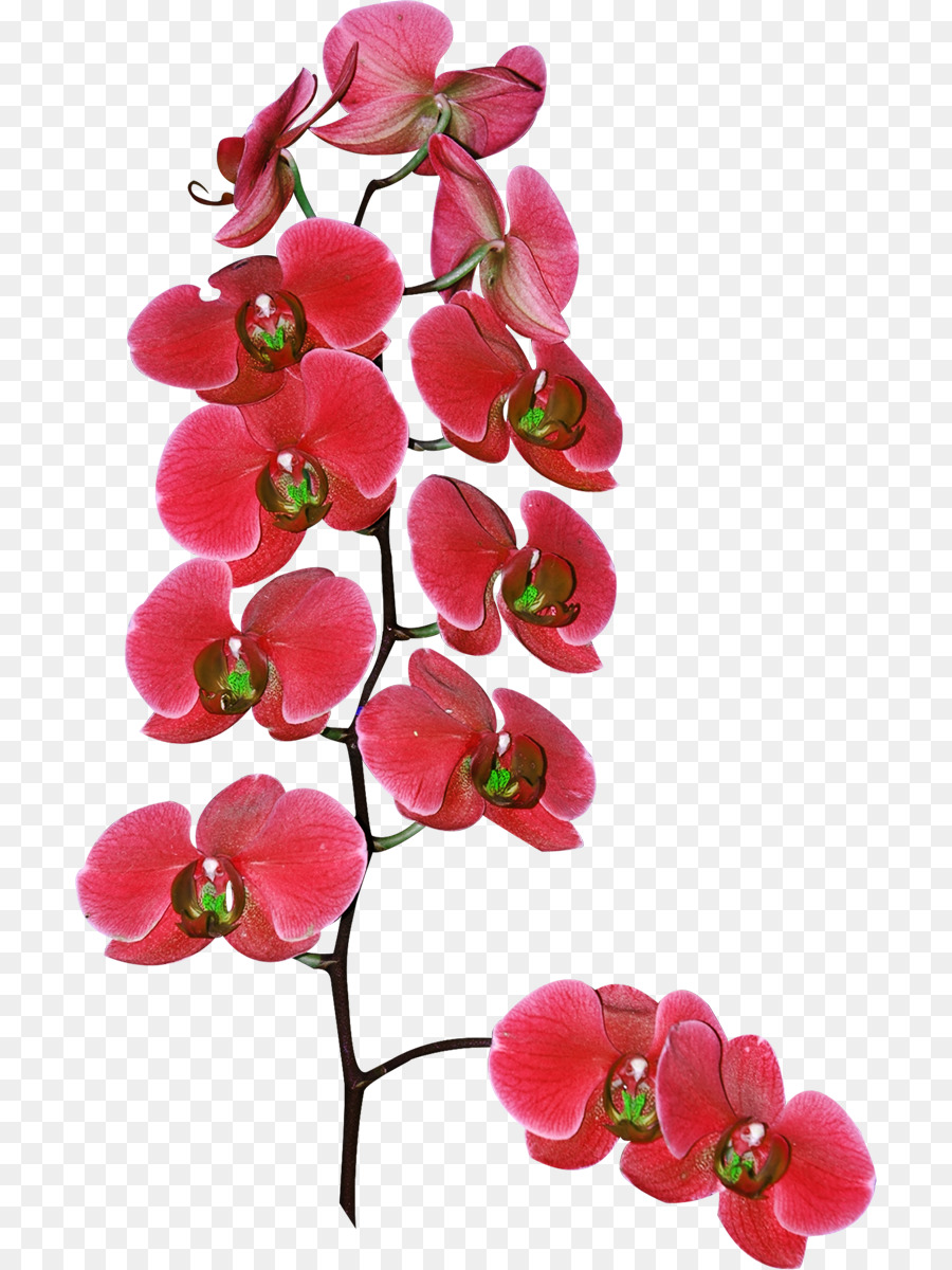 Orquídea Roja，Orquídea PNG